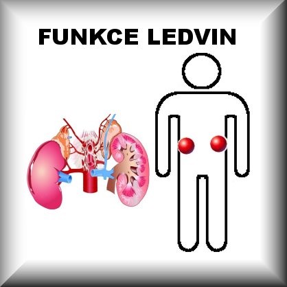 SPÍCÍ LEDVINY