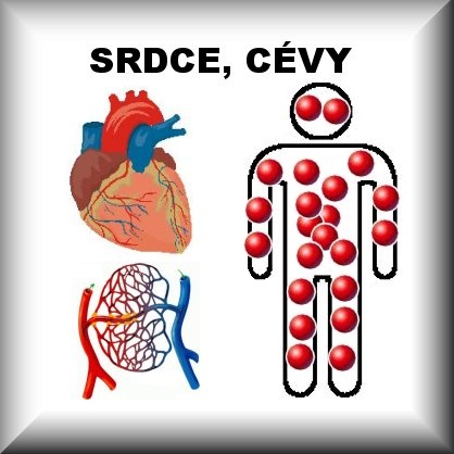 ŽÍLY DOLNÍCH KONČETIN