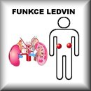 LEDVINOVÝ KOKTEJL