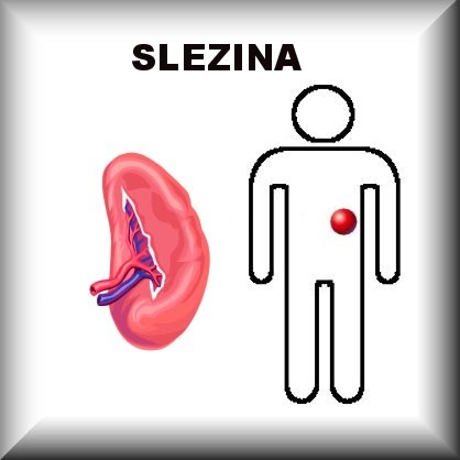 SLEZINA